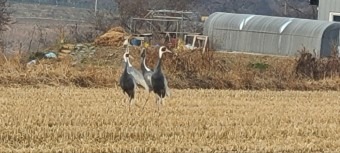 1. 파주시, 경기도 권역별 생태관광 거점 조성사업 공모 신청_오금리 DMZ 생태체험마을 겨울새 먹이주기 (2).jpg