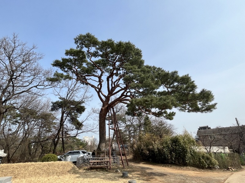 수원시, 지정 보호수 15주 생육안전진단 (2).jpg