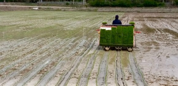 2 첫모내기 사진(간성읍 교동리).jpg