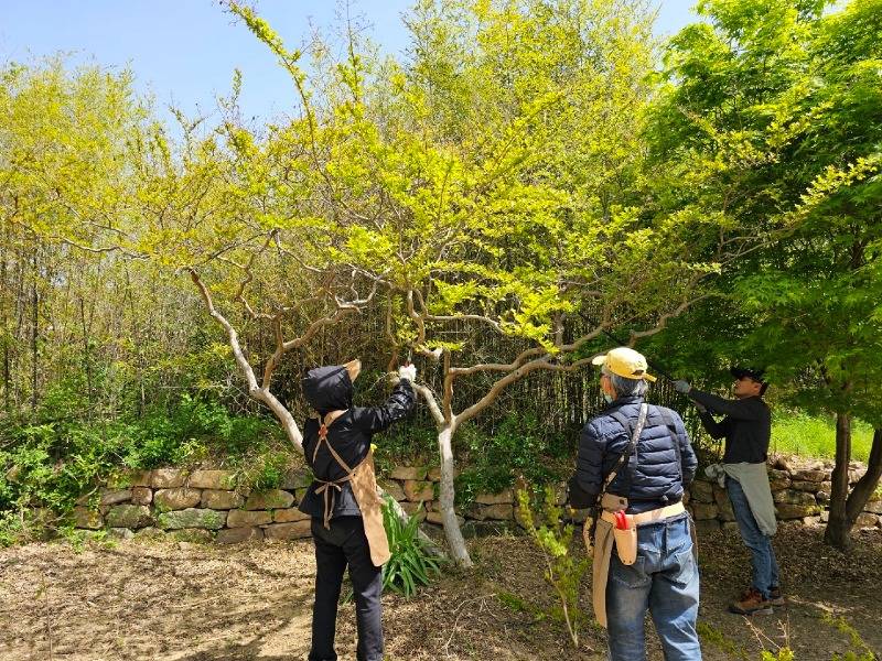 5.순천 낙안읍성에서 수목 전정 봉사활동을 하는 사람들1.jpg