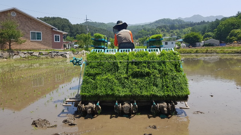 사본 -모내기사진1.jpg