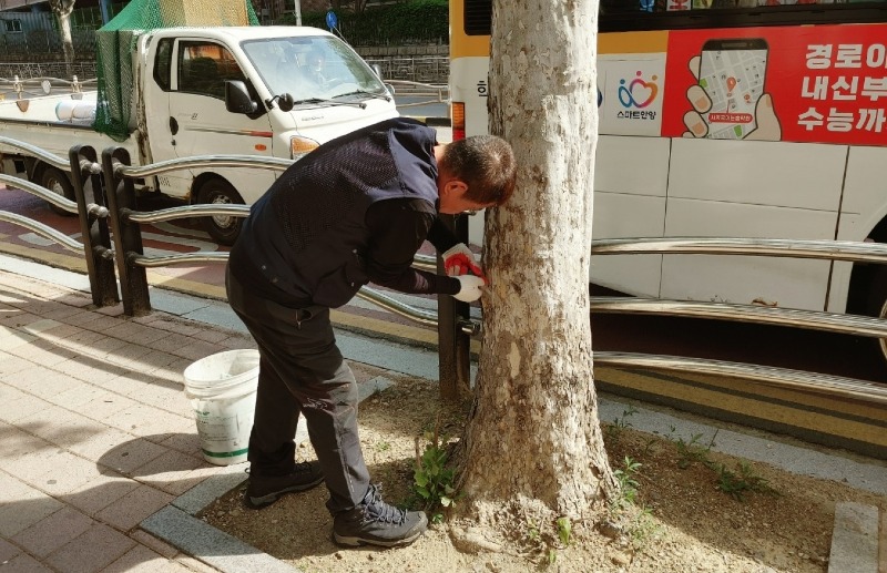 버즘나무 수간주사 방제1.jpg
