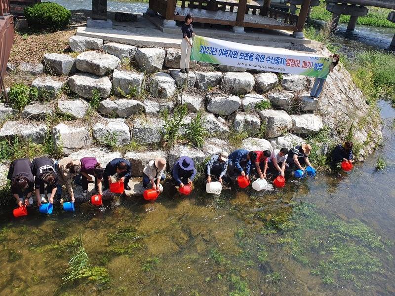 0517 정읍시, 뱀장어ㆍ메기 치어 동진천에 방류2.jpeg
