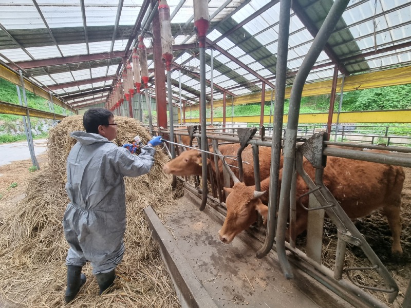 구제역 접종(소).jpg