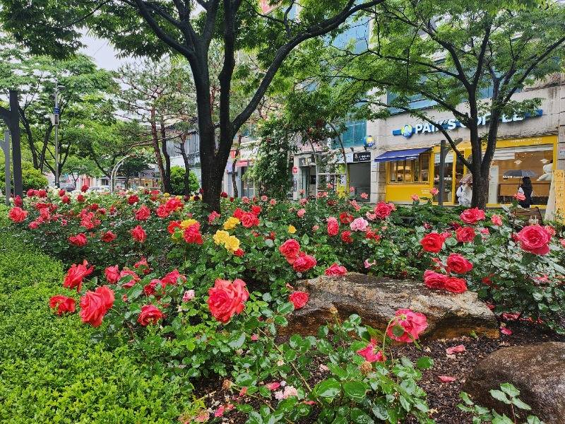 2.목포 장미의 거리 오월에, 5만 송이 장미 만개 “시민 유혹”(2).jpg