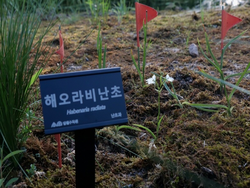 수원 일월수목원에 옮겨심은 멸종위기 희귀식물 ‘해오라비난초’, 처음으로 개화(1).jpg