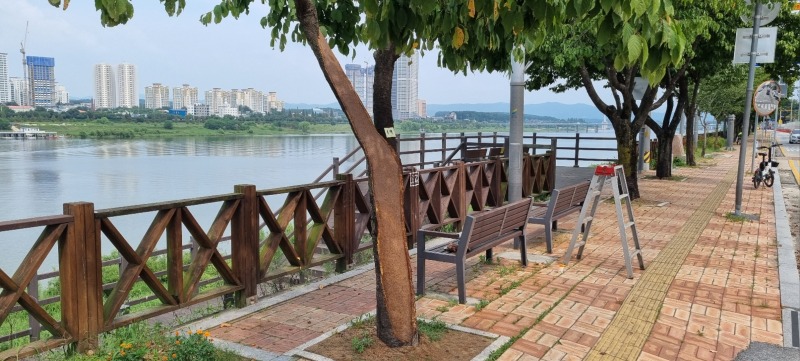 01-여주시 외과수술을 통해 가로수 관리 시행 관련사진(1).jpg
