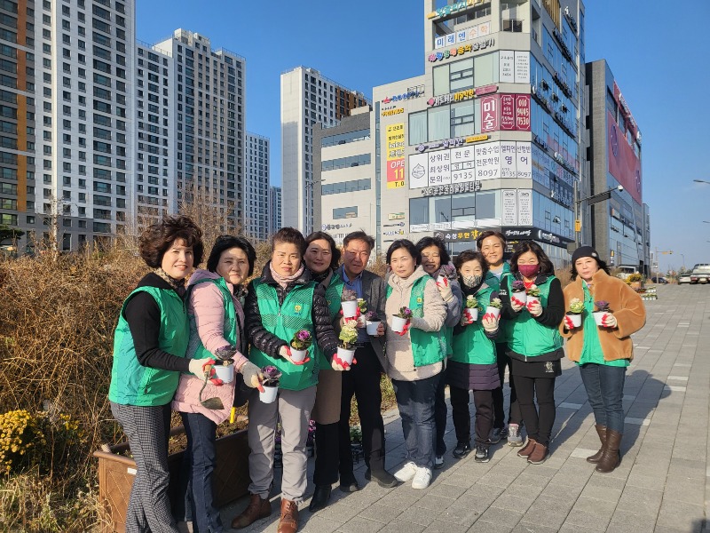 5 평택시 동삭동 새마을부녀회 꽃양배추 심기 행사.jpg