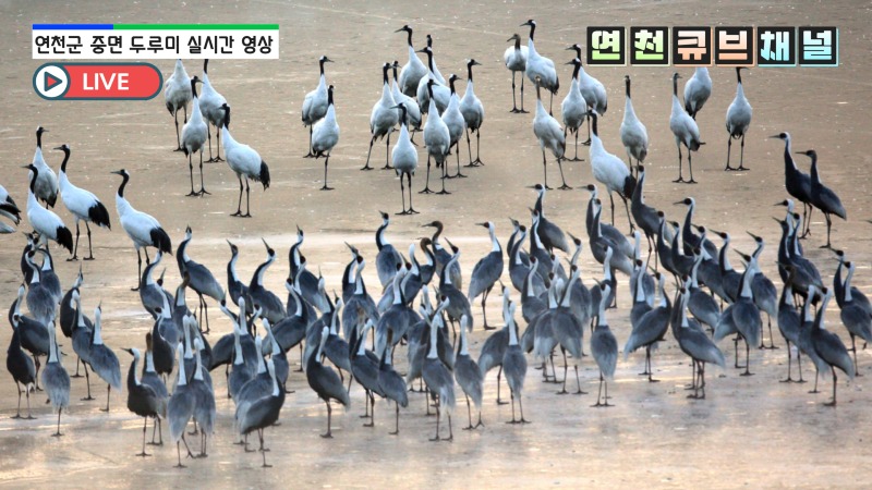 (사진)1. DMZ 청정자연·천연기념물 두루미 생중계.jpg