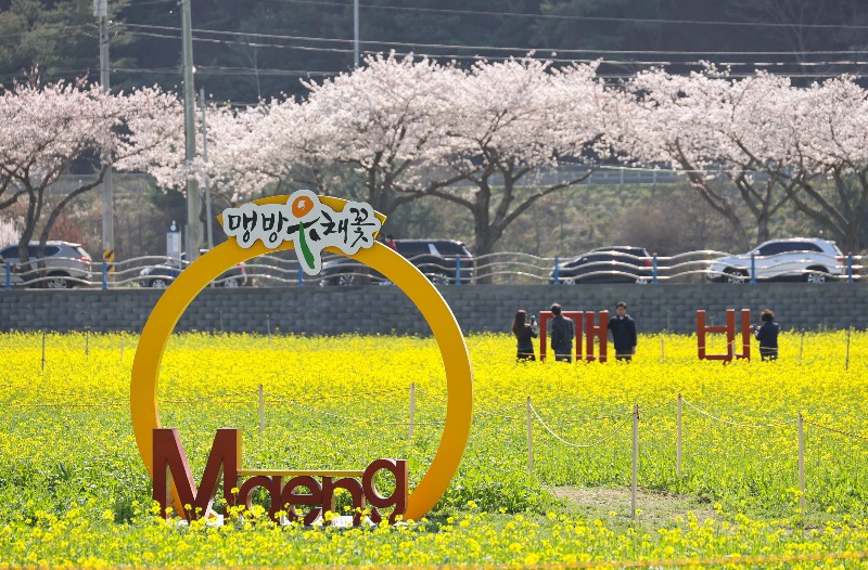 유채꽃-1.JPG