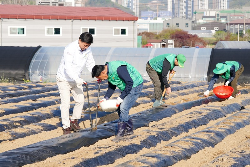 광주시 오포권역 새마을협의회, 사랑의 감자심기 행사 (2).jpg