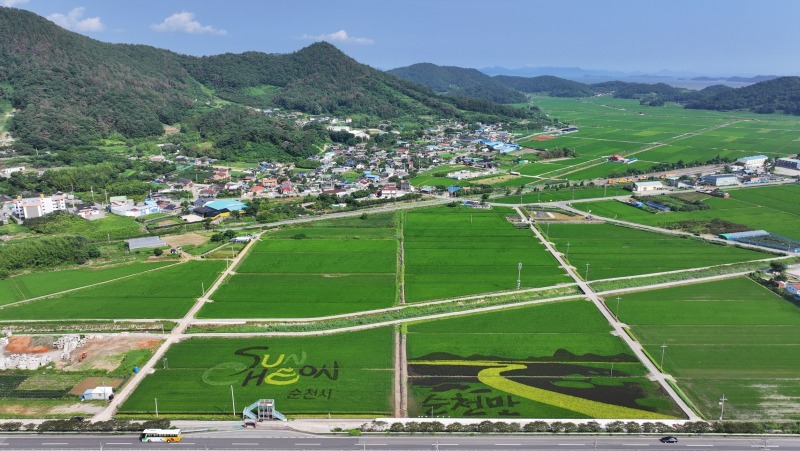 4 별량면 논아트.JPG