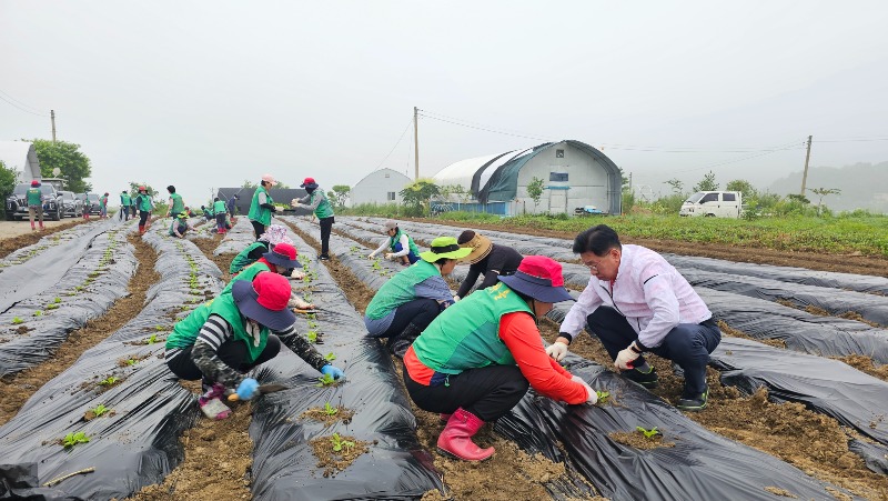 06 양평읍새마을회 배추 모종 식재 (2).jpg