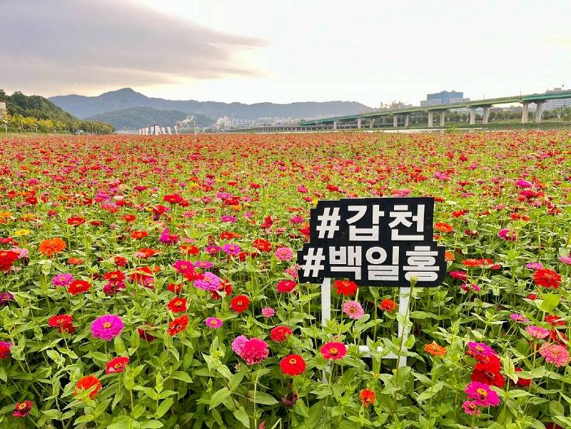 6. 3대 하천은 지금, 전통과 자연의 조화, 오색 빛깔 향연_사진3.jpeg