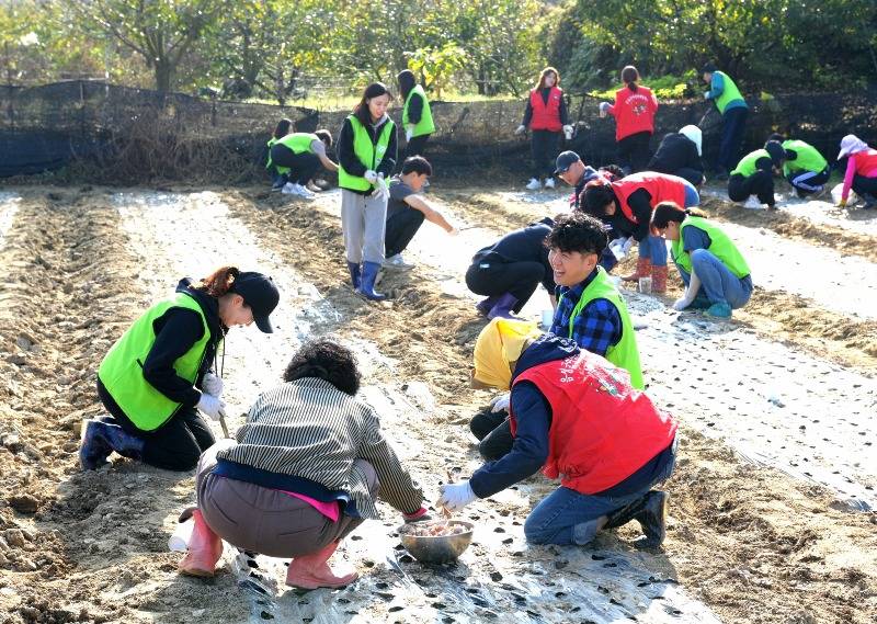 7. 음성군 사회복지과·여성단체협의회, 농촌일손돕기 전개(1)_활동사진(마늘 심기 작업 등).jpg