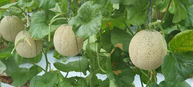 진안군 성수면, 고품질 “마이멜론” 재배 본격화