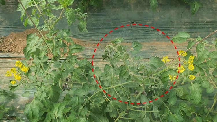 토마토 시들음병 증상(원형점선 내)