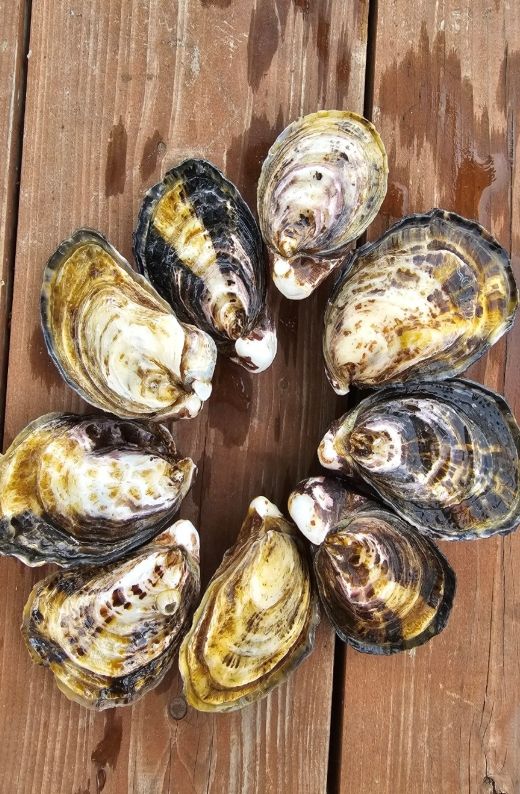 거제시, 친환경개체굴전환으로 지속 가능한 미래도모