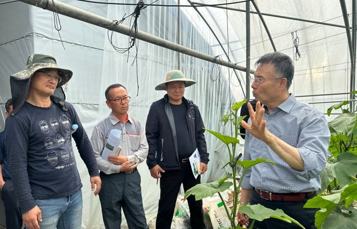 애호박 농가 현장 컨설팅 모습