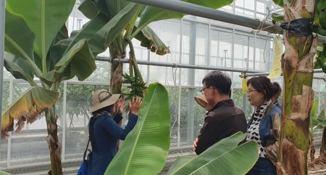 고성군 온난화대응미래농업관 농업 선진 견학지로 인기