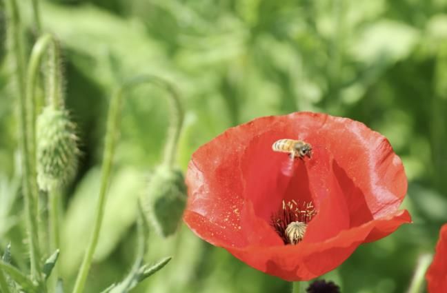괴산 동진천, ‘빨간맛’ 수놓을 양귀비 만개 준비