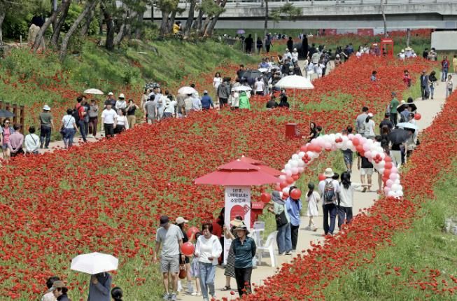 괴산군, 축제 끝나도 봄은 계속…양귀비꽃과 야경에 '감탄'