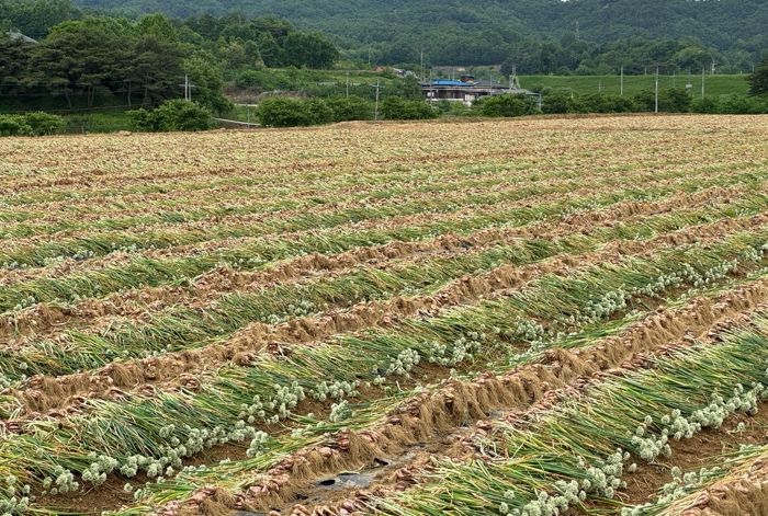 예천쪽파종구, 전국 각지로 본격 출하