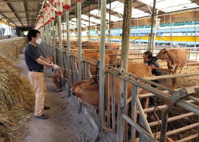 “장흥군, 수정란 이식 사업으로 한우 경쟁력 높인다”