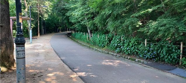 인천시, 월미공원에 만개한 산수국 보며 치유의 시간 보내세요