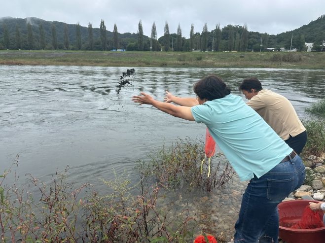 금산군 다슬기 방류 모습