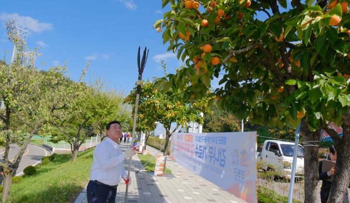 영동, 풍요로운 가을 정취 가득한 ‘감 따기 행사’ 열려