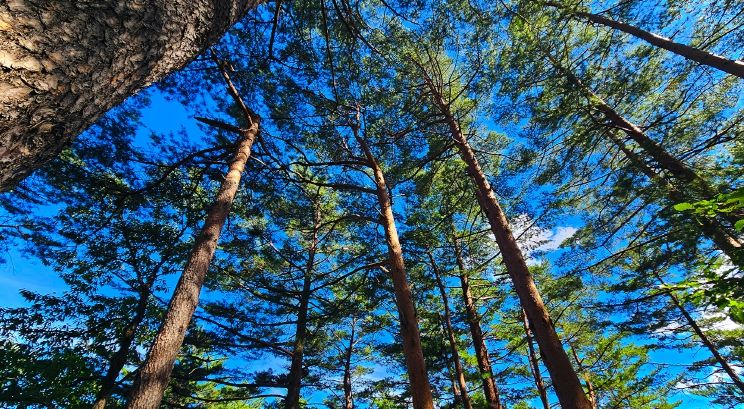 금강소나무 숲길