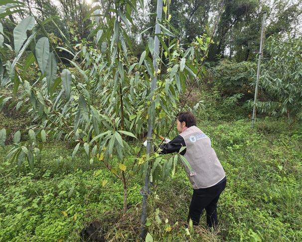 옥천교육지원청 청렴동호회, 2025. 하반기 농촌일손돕기 실시
