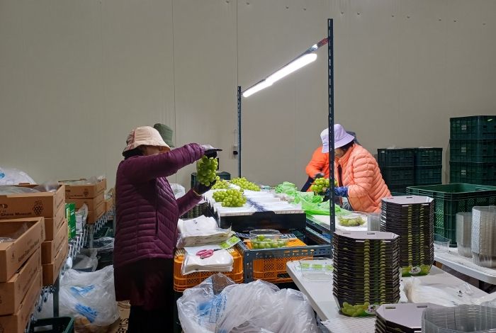 영주 샤인머스켓, 호주 선적을 위해 상품을 다듬고 있다