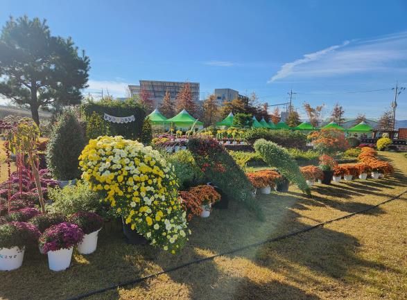 제5회 작은공룡 국화 전시회 10월 31일 개최