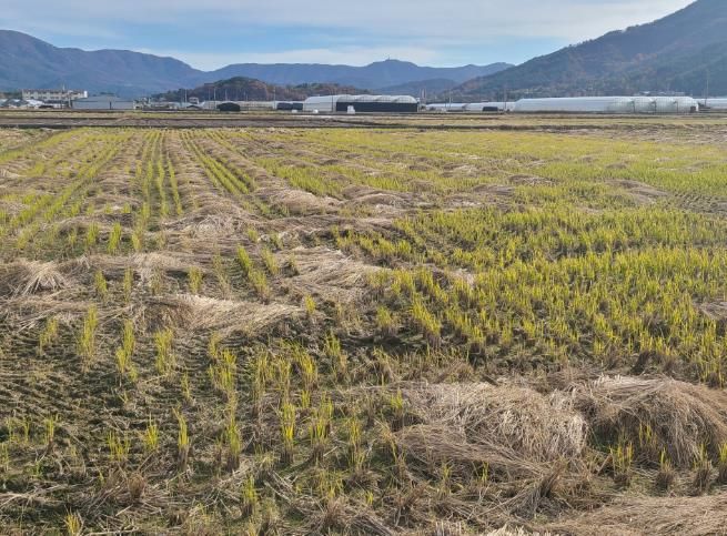 친환경농업 1번지 고흥군, 볏짚 환원사업으로 유기농업 확산 견인