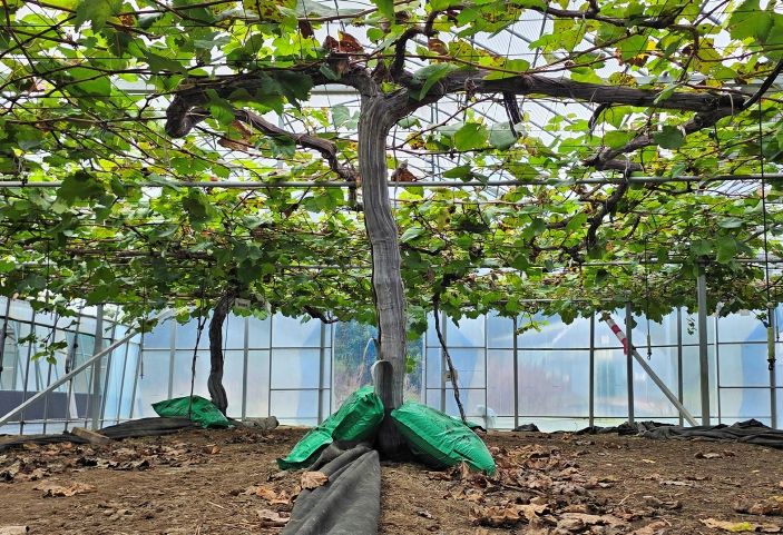 충북농기원, 가을비 뒤 포도 과원 관리주의 당부