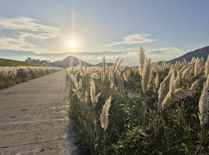 팜파스그라스 길 전경