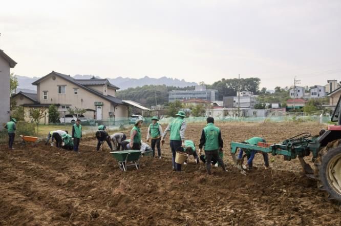 양주시 장흥면 새마을회, 이웃돕기 기금마련을 위한 고구마 수확 행사 성황리 개최