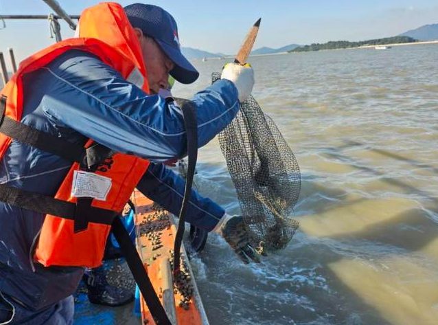 , 칠산해역에 참꼬막 137만 마리 방류