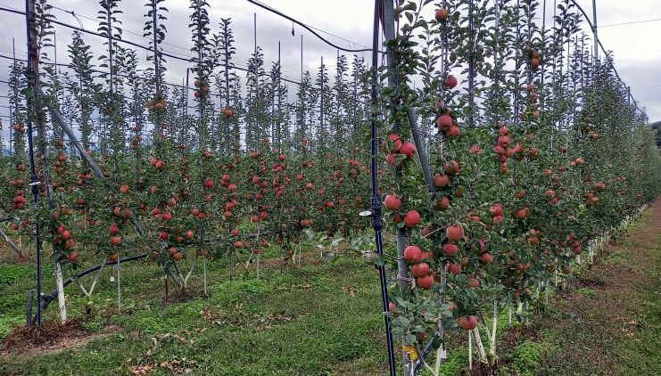 경북도, ‘과실전문생산단지 기반조성’