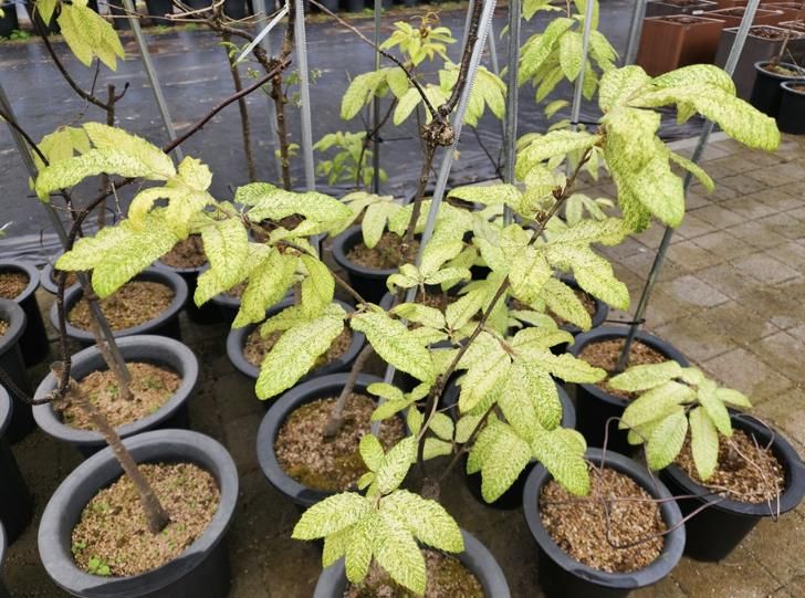 신안 천사 굴참나무(묘목)