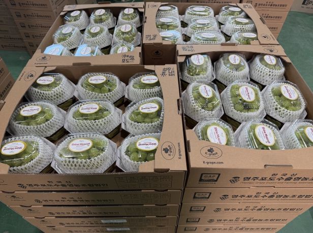 대만으로 수출되는 영주산 샤인머스캣