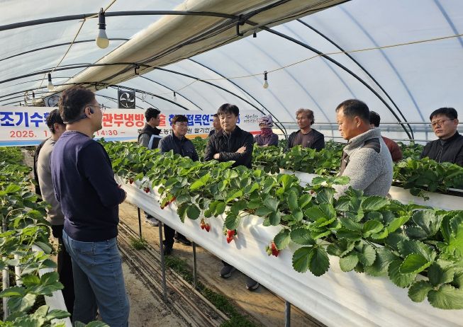 딸기 조기정식 후 관부냉방 기술 현장평가회