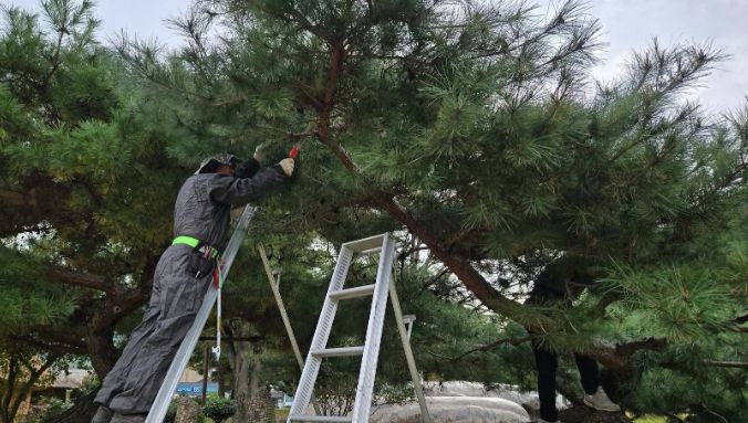 순천나무사랑꾼, 낙안읍성 일원 전정 봉사활동