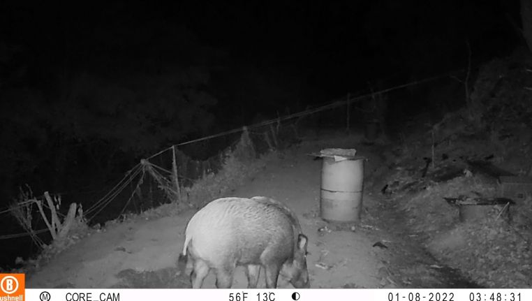 옹진군, 「멧돼지 등 포획을 위한 유해야생동물 피해방지단」파견