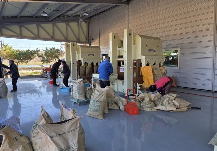 영천시 농기계임대사업소 서부본소에서 콩 정선기를 이용하고 있는 농업인들