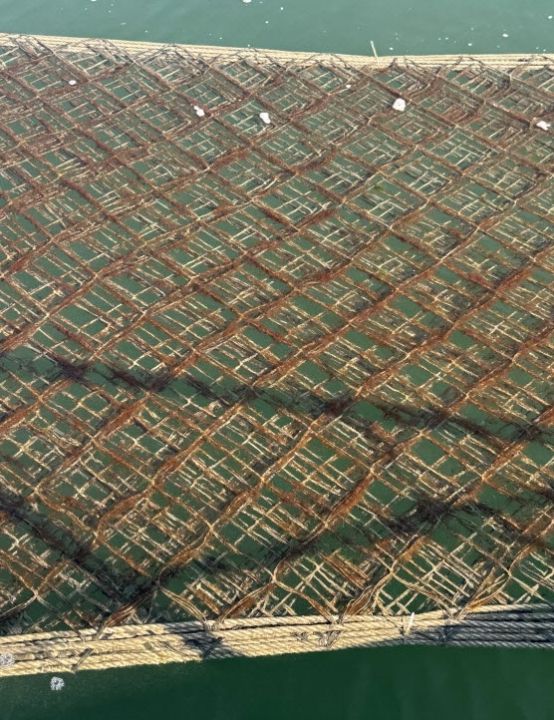 김 황백화 피해 대응 위해 6억원 긴급 투입