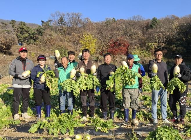 광주시 탄벌동 새마을회, ‘사랑의 무’ 1천200㎏ 수확…이웃사랑 실천