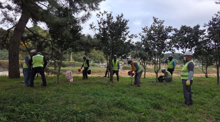 광양시, 가로수 종합 정비